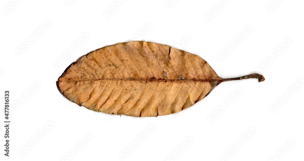 dry leaf isolated on white background dry leaf isolated on white background