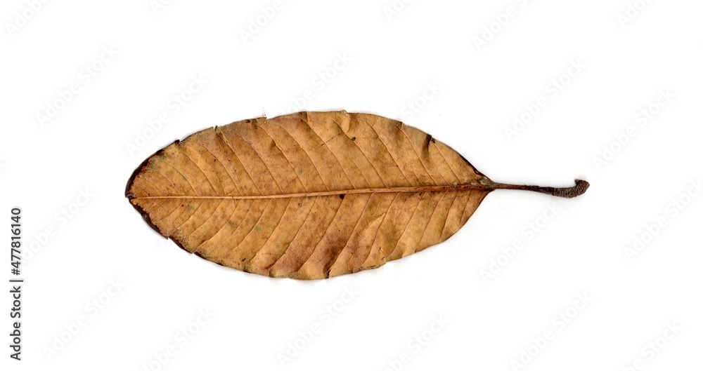 dry leaf isolated on white background dry leaf isolated on white background