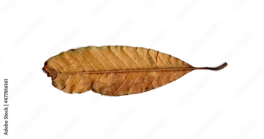 dry leaf isolated on white background