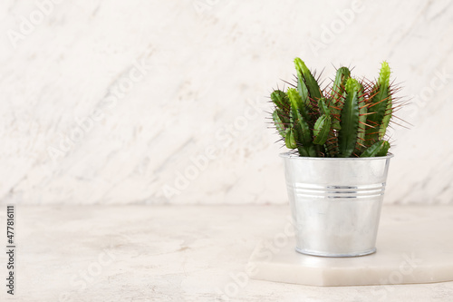 Small green cactus plant in...