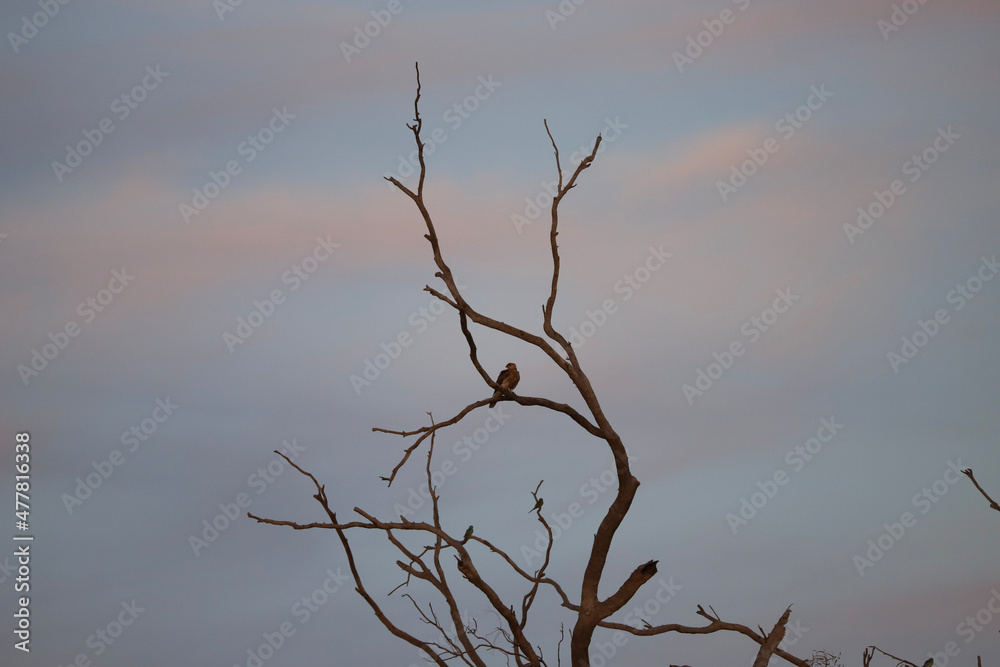 Obraz premium tree in the fog
