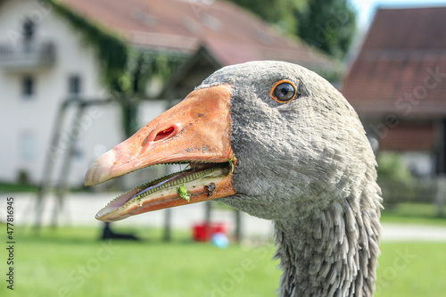 Close-up portrait of a goose in front of a farm photo