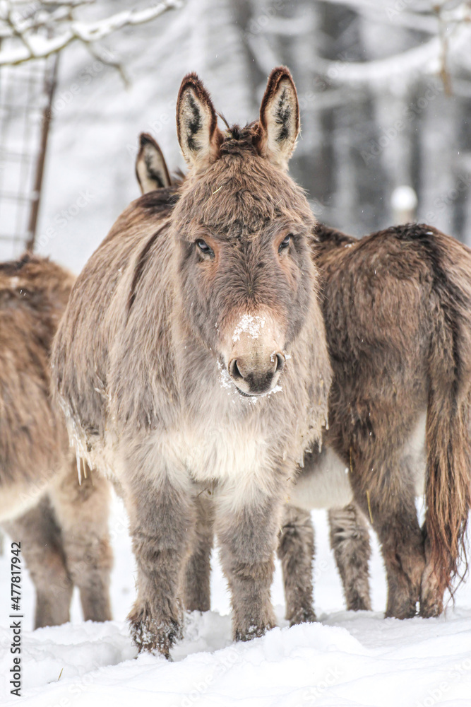 Portrait of a grey donkey on a snowy winter paddock