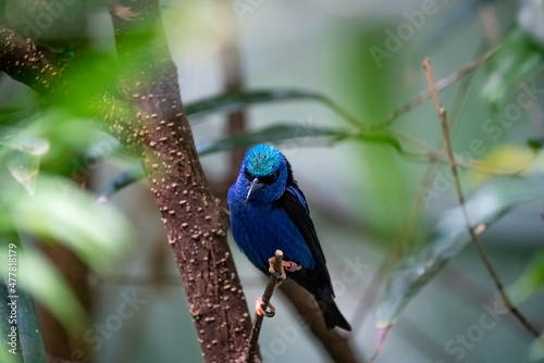 Bird in a tree in the Rainforest