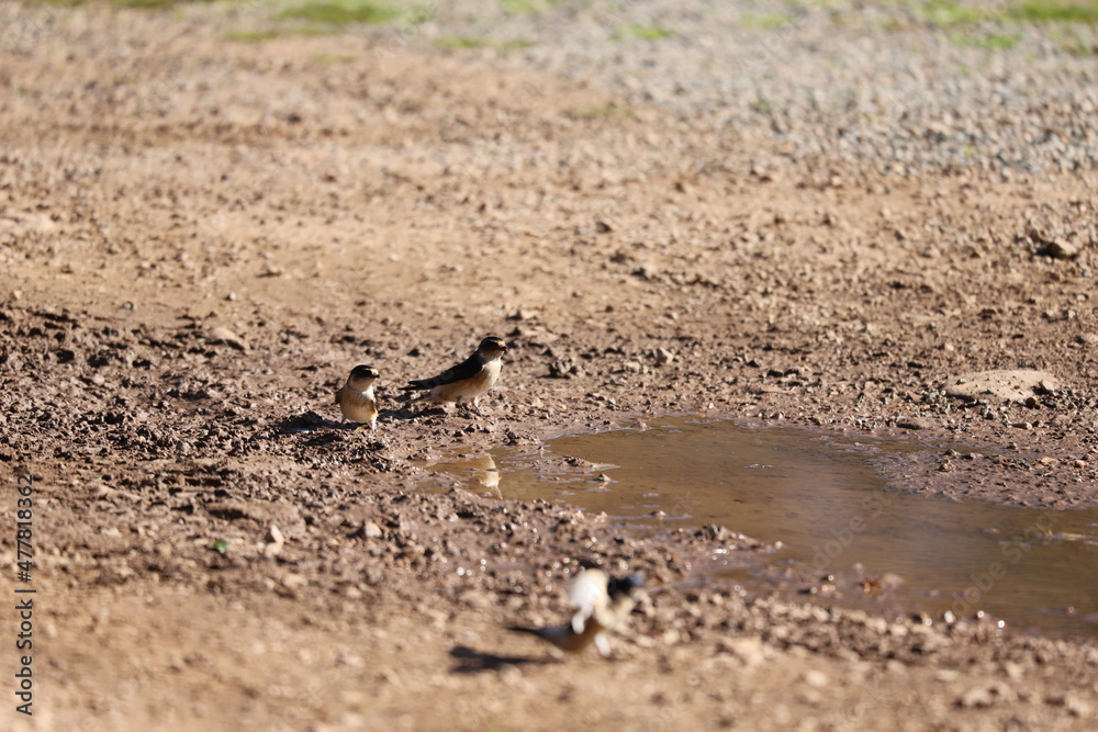 bird on the ground