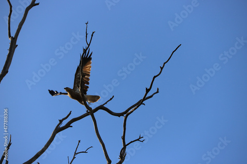 Wallpaper Mural eagle on tree Torontodigital.ca