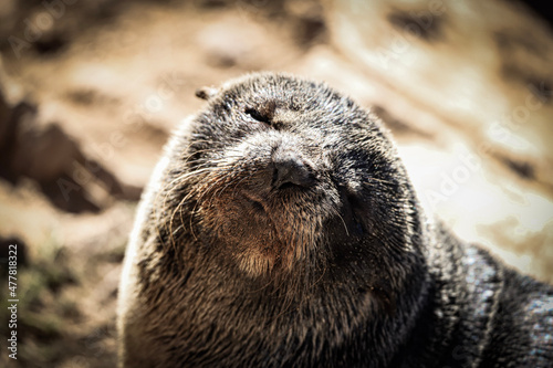 Wallpaper Mural sea lion cub Torontodigital.ca