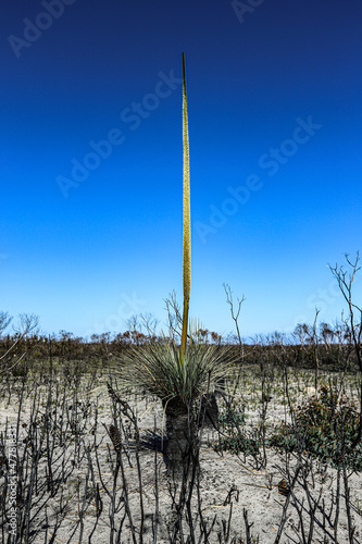 Wallpaper Mural state saguaro cactus Torontodigital.ca