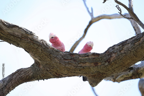 Wallpaper Mural squirrel on tree Torontodigital.ca