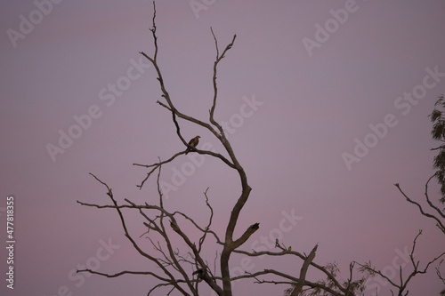Wallpaper Mural tree in the sky Torontodigital.ca