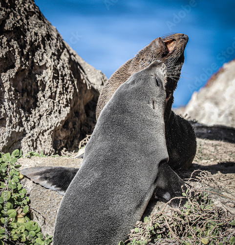 Wallpaper Mural penguin on rock Torontodigital.ca