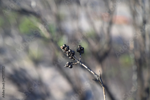 Wallpaper Mural black and white Torontodigital.ca