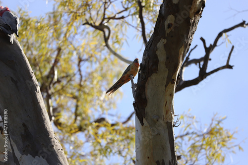 Wallpaper Mural woodpecker on a tree Torontodigital.ca