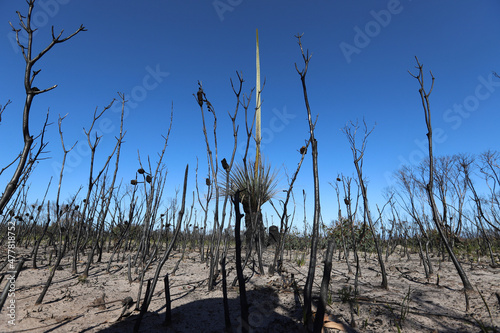 Wallpaper Mural tree in the desert Torontodigital.ca