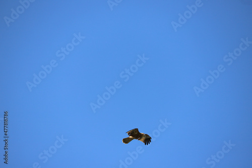 Wallpaper Mural butterfly in flight Torontodigital.ca