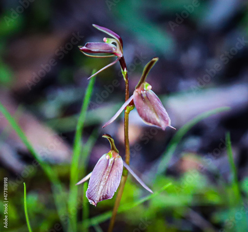 Wallpaper Mural bud of a flower Torontodigital.ca