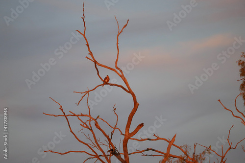 Wallpaper Mural tree in winter Torontodigital.ca
