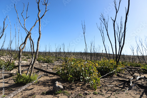 Wallpaper Mural tree in the desert Torontodigital.ca