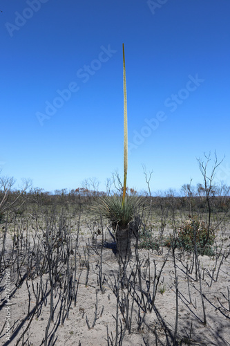 Wallpaper Mural cactus in the desert Torontodigital.ca