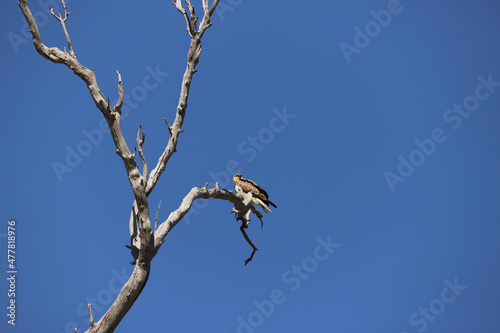 Wallpaper Mural bird on a branch Torontodigital.ca