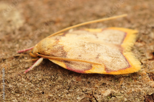 Closeup on a small but colorfull Oak lantern moth, Carcina quercana sitting on a piece of wood