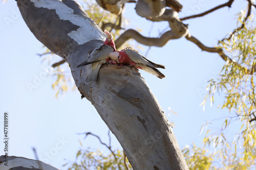 Wallpaper Mural bird on a branch Torontodigital.ca