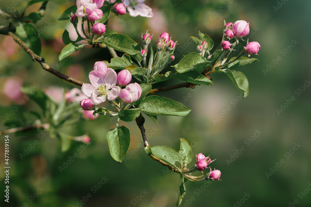 Pink tree blossom in Spring Pink tree blossom in Spring
