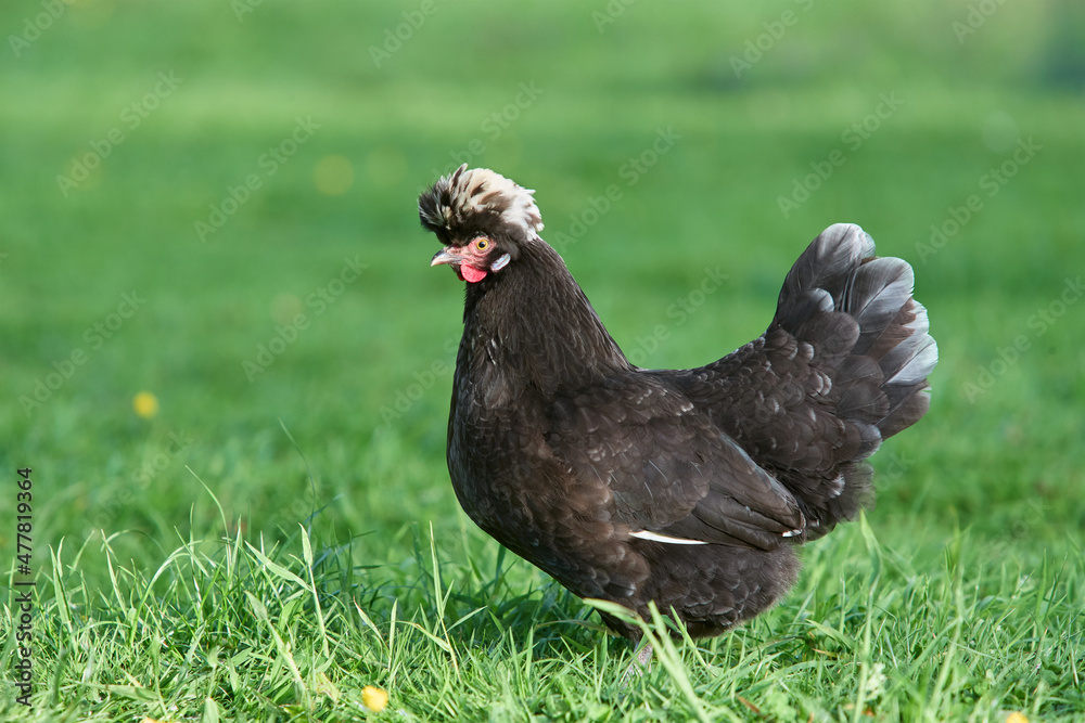 Black Poland chicken with white crest Black Poland chicken with white crest