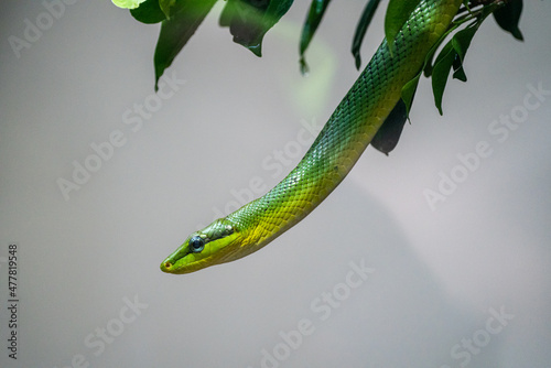 Green snake hanging out of a tree