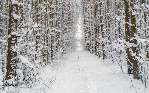Winter snow-covered path through the forest after a snowfall.