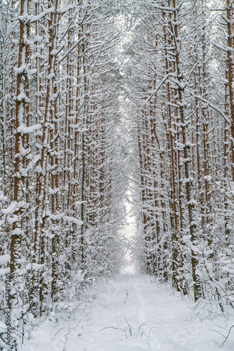 Winter snow-covered path through the forest after a snowfall.