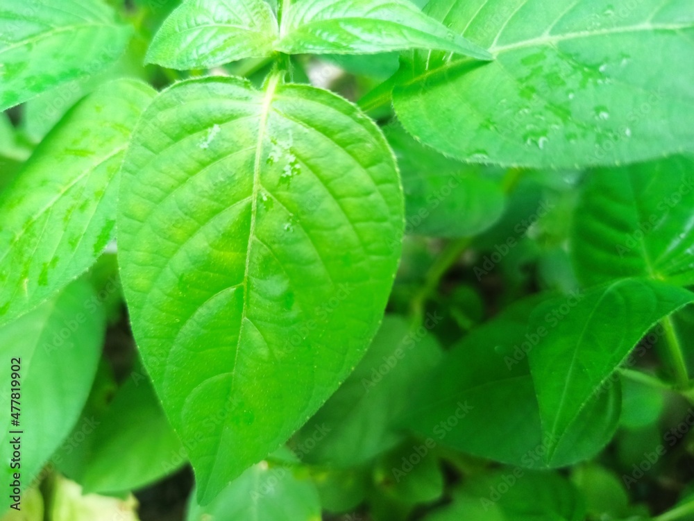 leaves leaves