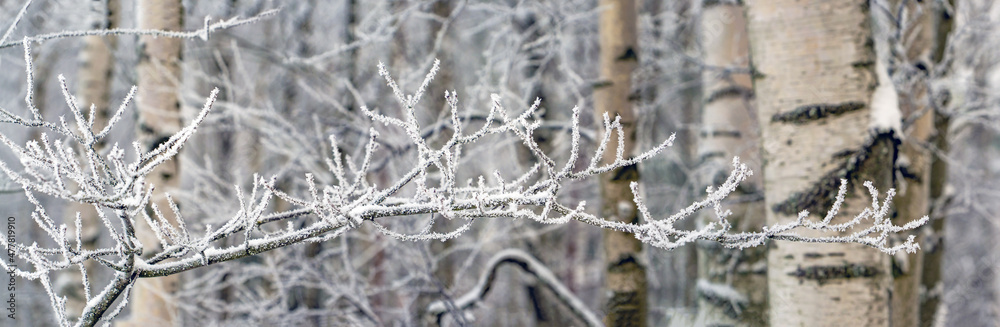 A birch branch covered with frost and snow in a snow - covered forest .