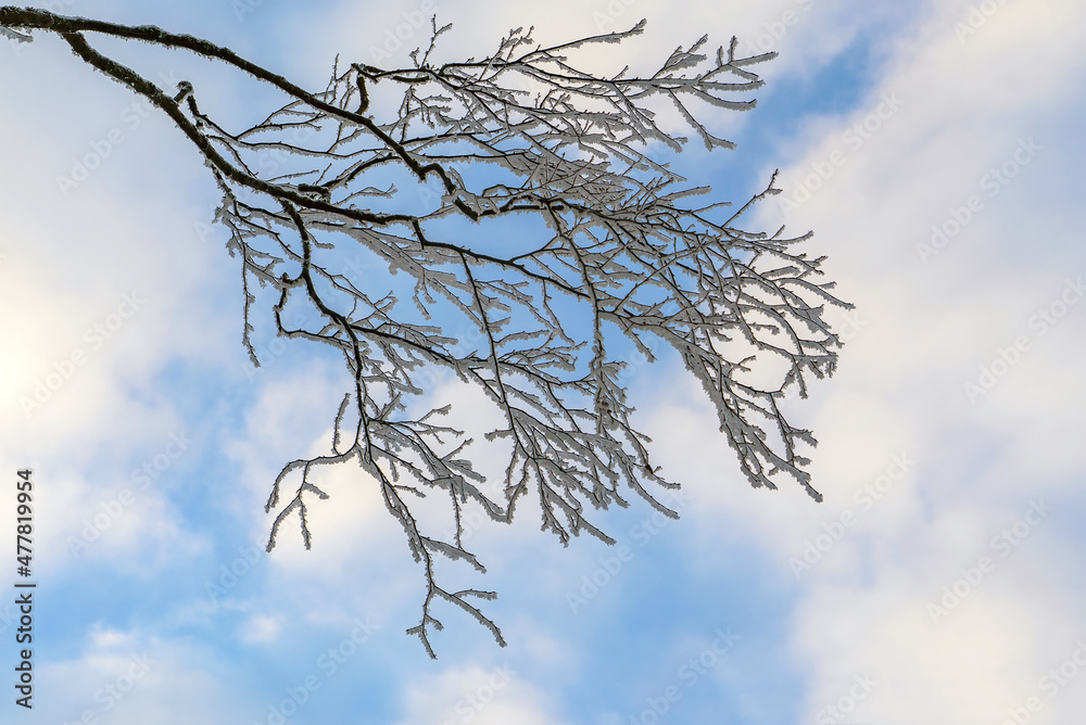 Obraz premium A birch branch covered with frost and snow against a blue sky with clouds.