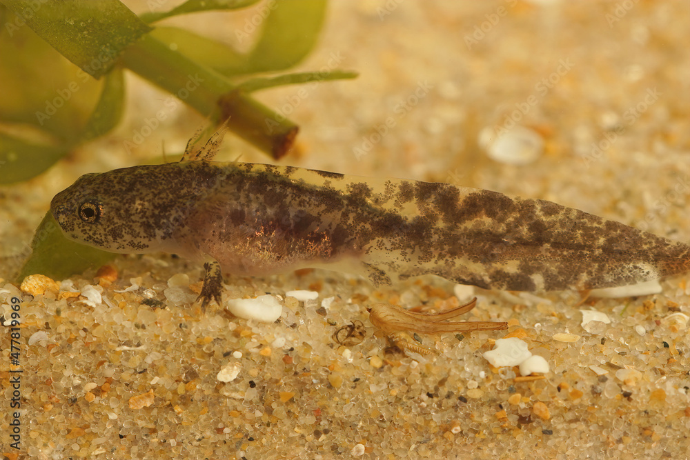 Obraz premium Closeup on a dark aquatic larvae of the Hokkaido salamander, Hynobius retardatus resting on the botom