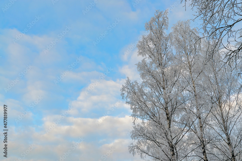 Birch branches covered with frost and snow against a blue sky with clouds. Birch branches covered with frost and snow against a blue sky with clouds.