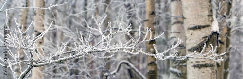 A birch branch covered with frost and snow in a snow - covered forest .