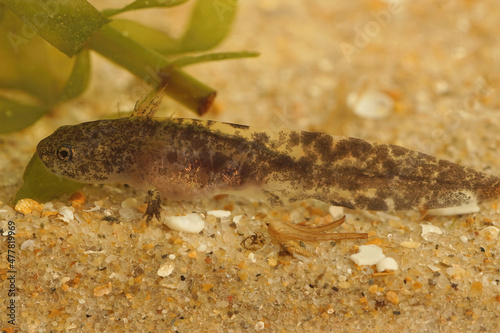 Closeup on a dark aquatic larvae of the Hokkaido salamander, Hynobius retardatus resting on the botom