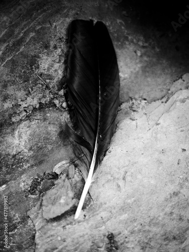 black feather on white