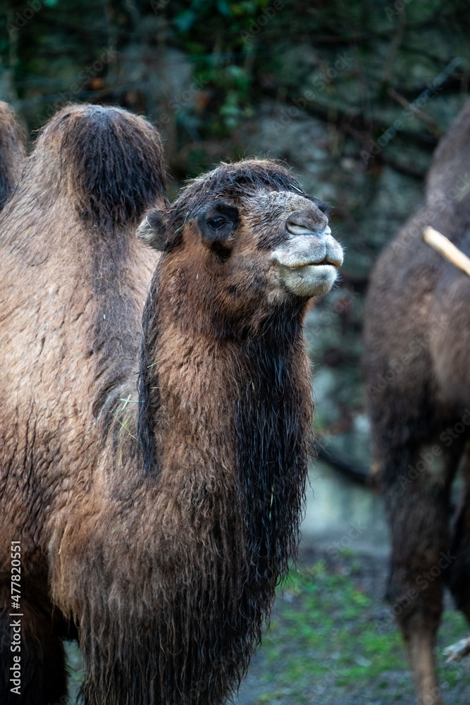 Obraz premium Madagaskar Lemur in the tree tops