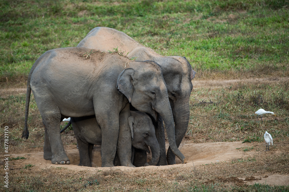Fototapeta premium elephants in the wild