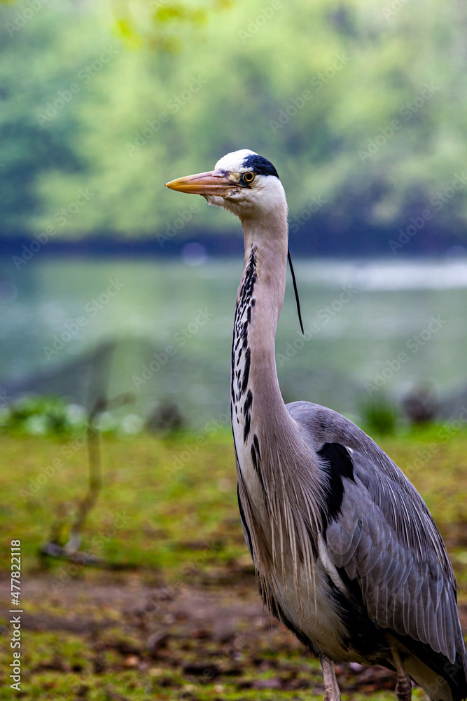 Fototapeta premium A grey heron ardea cinerea 