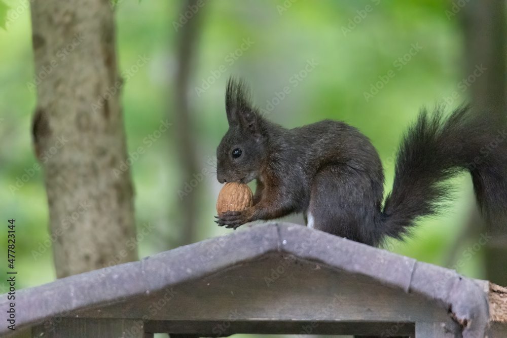 A squirrel sits between green leaves on a branch A squirrel sits between green leaves on a branch