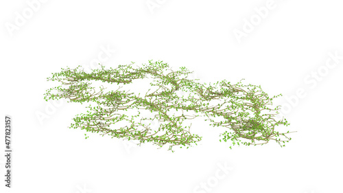 vine leafy without shadow 3d render