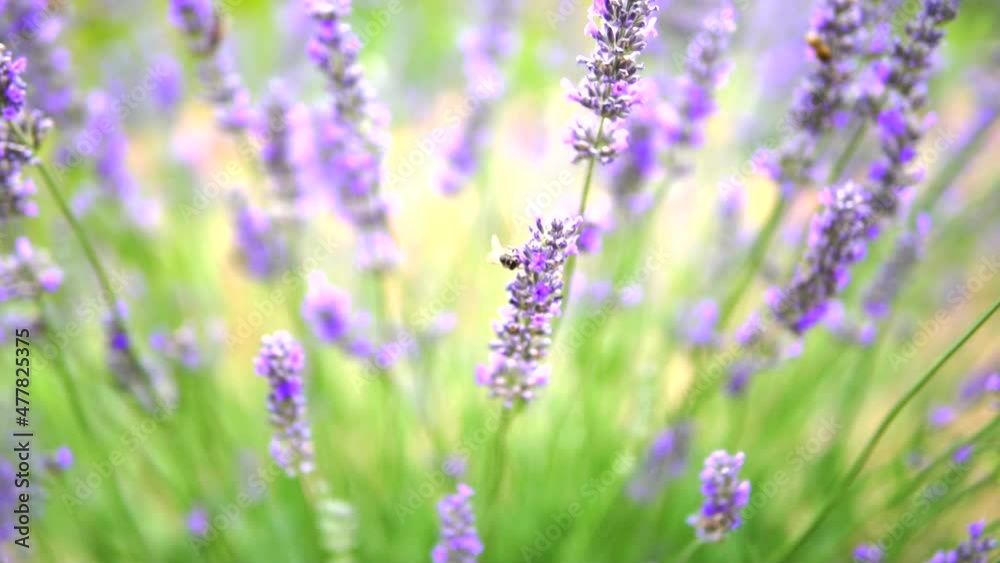 Lavender garden and worker honey bees Lavender garden and worker honey bees
