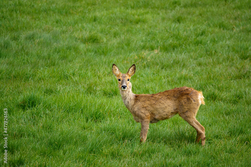 a lone wild Roe Deer (Capreolus capreolus) in a vibrant green grass meadow a lone wild Roe Deer (Capreolus capreolus) in a vibrant green grass meadow