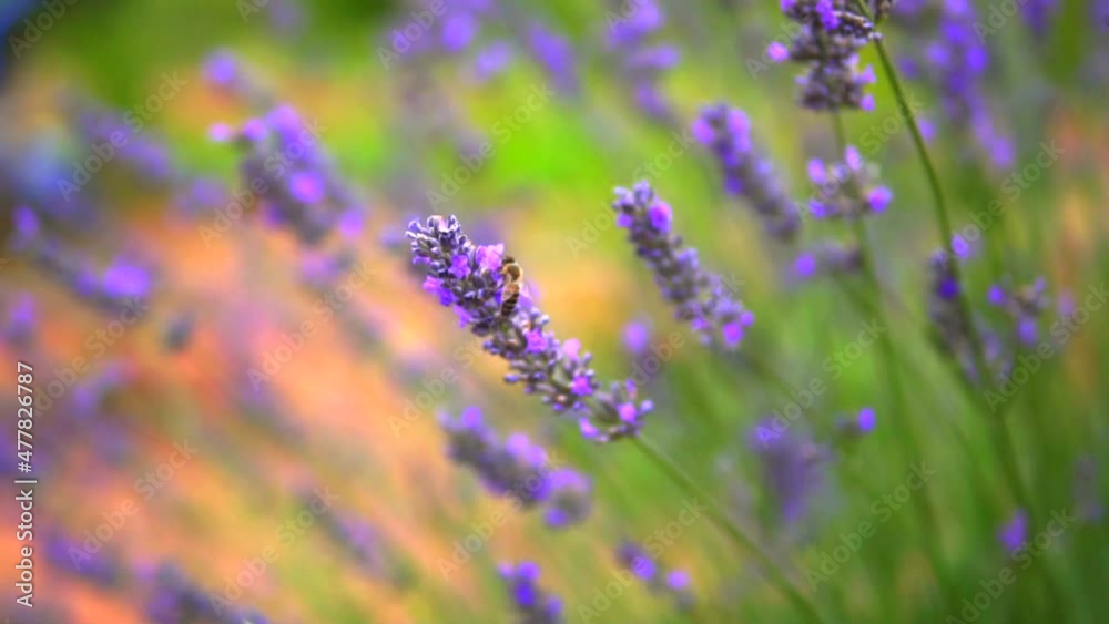 Lavender garden and worker honey bees Lavender garden and worker honey bees