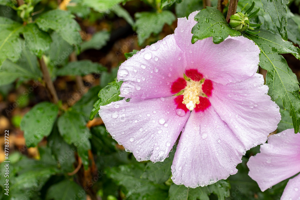 Obraz premium Mugunghwa flower