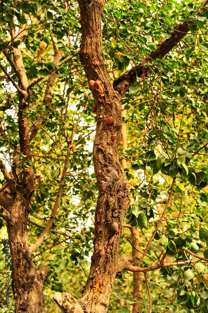 Rare ancient mulberry tree, Turpan, Xinjiang Rare ancient mulberry tree, Turpan, Xinjiang