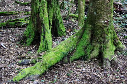moss covered tree roots in the forest